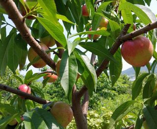 철남 김희곤님의 복숭아 · 자유게시판 작성글 사진
