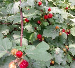 철남 김희곤님의 복숭아 · 자유게시판 작성글 사진