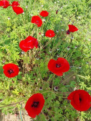 철남 김희곤님의 복숭아 · 자유게시판 작성글 사진