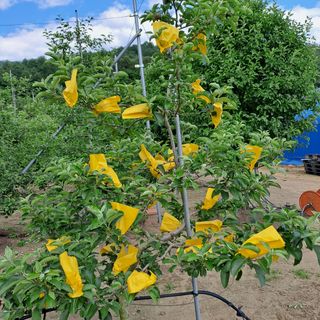 스마일님의 사과 · 영농일지 작성글 사진