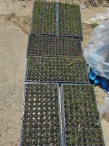 팜모닝 파·영농일지 게시글 이미지