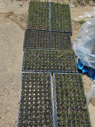 오영관님의 파 · 영농일지 작성글 사진