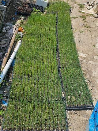 오영관님의 파 · 영농일지 작성글 사진