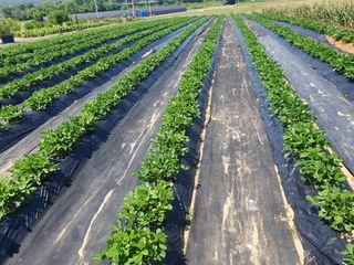 구봉갑산님의 참깨 · 영농일지 작성글 사진