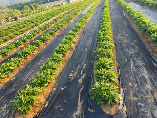 구봉갑산님의 참깨 · 영농일지 작성글 사진