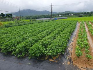 구봉갑산님의 참깨 · 영농일지 작성글 사진