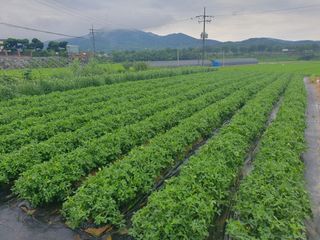 구봉갑산님의 참깨 · 영농일지 작성글 사진