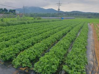 구봉갑산님의 참깨 · 영농일지 작성글 사진