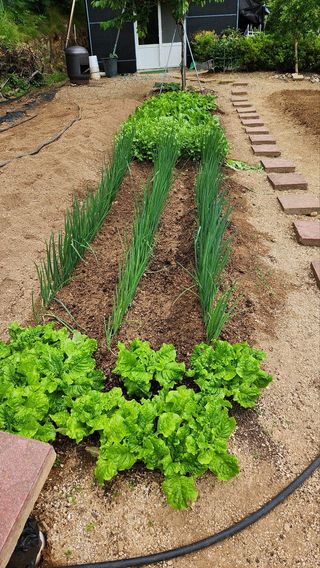 강문홍(15년텃밭)님의 자유주제 · 자유게시판 작성글 사진