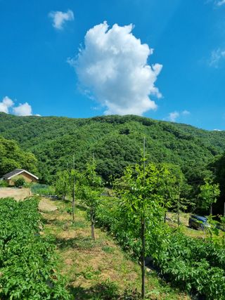 안정영.괴산님의 자유주제 · 사진전 작성글 사진