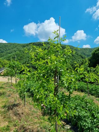 안정영.괴산님의 자유주제 · 사진전 작성글 사진