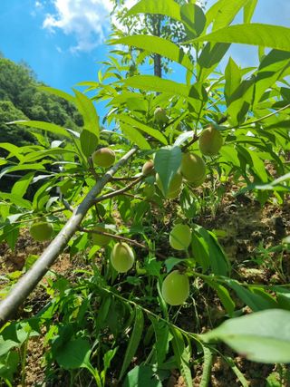 안정영.괴산님의 자유주제 · 사진전 작성글 사진