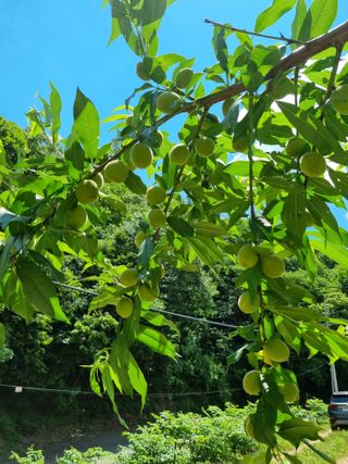 안정영.괴산님의 자유주제 · 사진전 작성글 사진