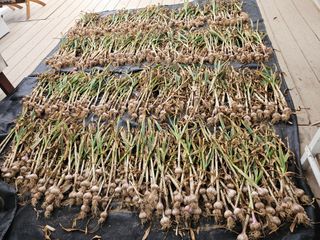 김지양님의 마늘 · 영농일지 작성글 사진