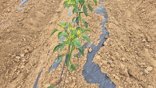 이상주님의 고추 · 병해충상담 작성글 사진