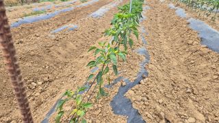 이상주님의 고추 · 병해충상담 작성글 사진