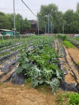 팜모닝 고추·영농일지 게시글 이미지