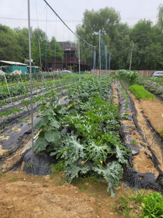 스카이2님의 고추 · 영농일지 작성글 사진