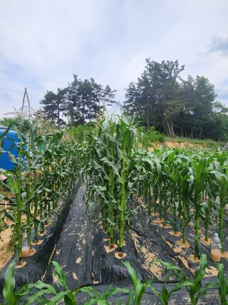 채옥이님의 옥수수 · 영농일지 작성글 사진