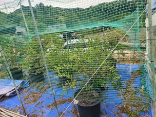 채옥이님의 옥수수 · 영농일지 작성글 사진