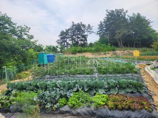 채옥이님의 옥수수 · 영농일지 작성글 사진