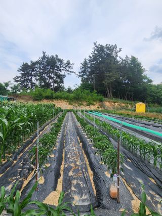 채옥이님의 옥수수 · 영농일지 작성글 사진