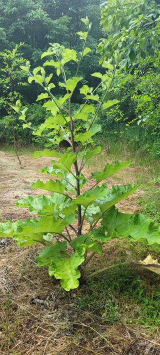 김정은님의 농사, 무엇이든 물어보세요! · 참여글 작성글 사진