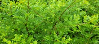 김정은님의 농사, 무엇이든 물어보세요! · 참여글 작성글 사진