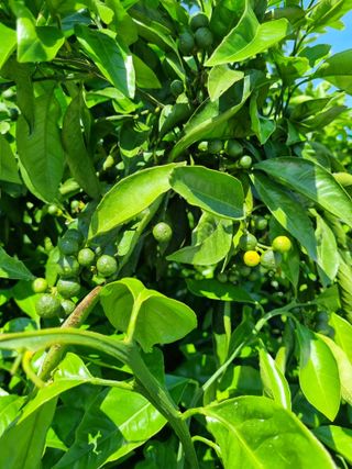 박종례님의 귤 · 영농일지 작성글 사진