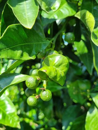 박종례님의 귤 · 영농일지 작성글 사진