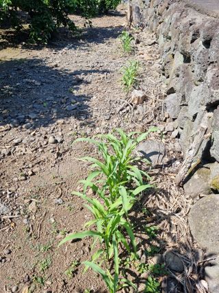 박종례님의 귤 · 영농일지 작성글 사진