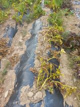 팜모닝 감자·영농일지 게시글 이미지