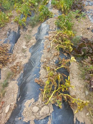 손두익 님의 감자 · 영농일지 작성글 사진