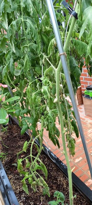 정선아님의 토마토 · 병해충상담 작성글 사진