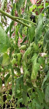 팜모닝 토마토·병해충상담 게시글 이미지