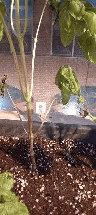 알 수 없음님의 기타작물 · 병해충상담 작성글 사진