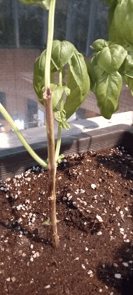 알 수 없음님의 기타작물 · 병해충상담 작성글 사진