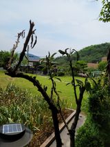 팜모닝 자두·병해충상담 게시글 이미지