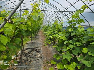 해민농장님의 포도 · 자유게시판 작성글 사진