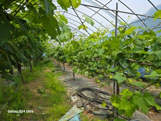 해민농장님의 포도 · 자유게시판 작성글 사진