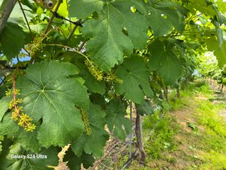 해민농장님의 포도 · 자유게시판 작성글 사진