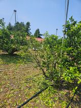 팜모닝 귤·영농일지 게시글 이미지