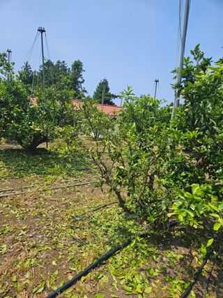 오승철님의 귤 · 영농일지 작성글 사진