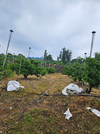 오승철님의 귤 · 영농일지 작성글 사진