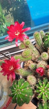 팜모닝 자유주제·자유게시판 게시글 이미지