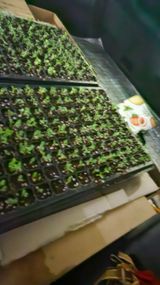 팜모닝 참깨·영농일지 게시글 이미지