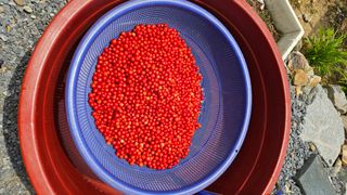 홍&이님의 참깨 · 영농일지 작성글 사진