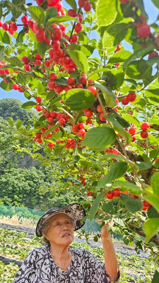 홍&이님의 참깨 · 영농일지 작성글 사진