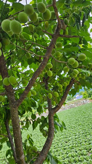 홍&이님의 참깨 · 영농일지 작성글 사진