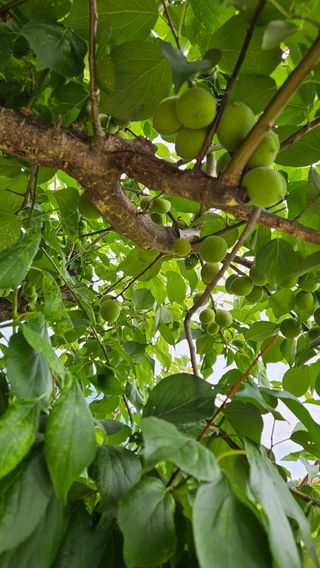 홍&이님의 참깨 · 영농일지 작성글 사진